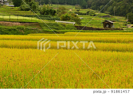 実りの毛原の棚田 実りの毛原の棚田 91861457