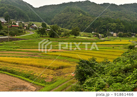 実りの毛原の棚田 実りの毛原の棚田 91861466