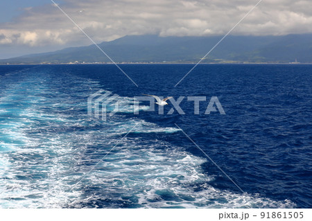 新潟県新潟市新潟港と佐渡島両津を結ぶ佐渡汽船フェリーからウミネコと航跡 新潟県新潟市新潟港と佐渡島両津を結ぶ佐渡汽船フェリーからウミネコと航跡 91861505