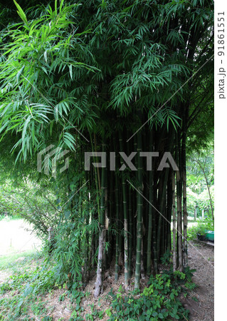 よく手入れされた竹林も美しいけど、大明竹の佇まいは凛とした気品があって、襟を正されるようだ 91861551