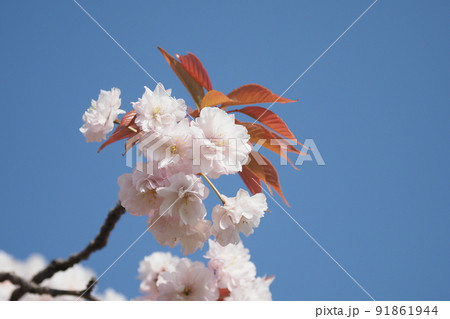 青空とナラノココノエザクラ 青空とナラノココノエザクラ 91861944