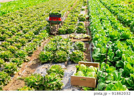 Fresh green lettuce on plantation during harvest 91862032