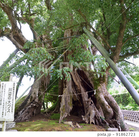 飯倉神社と川辺の大クス 飯倉神社と川辺の大クス 91862723