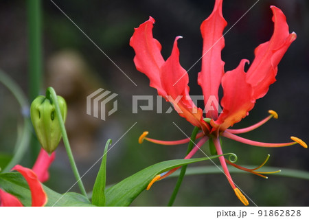 満開のグロリオサ　花　ガーデニング　夏の花 91862828