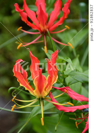 満開のグロリオサ　花　ガーデニング　夏の花 91862837