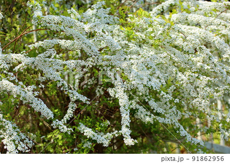 ユキヤナギの花 91862956