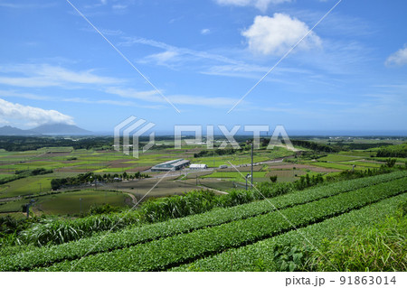 知覧の茶畑と開聞岳 91863014