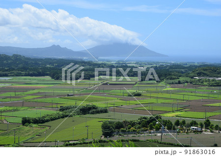 知覧の茶畑と開聞岳 91863016