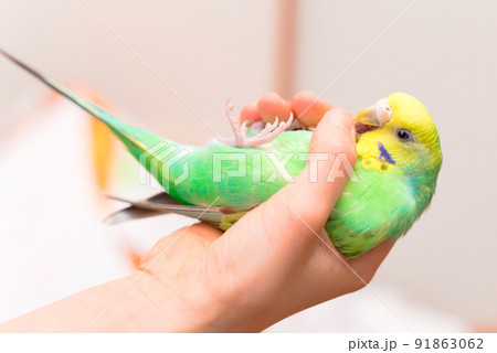 子供の手の中のセキセイインコの写真素材 [91863062] - PIXTA