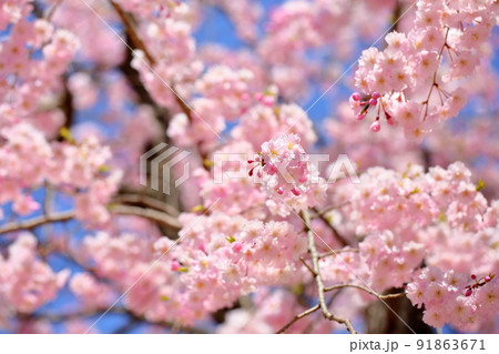 シダレザクラの花 シダレザクラの花 91863671