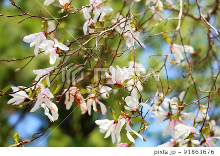 シデコブシの花 シデコブシの花 91863676