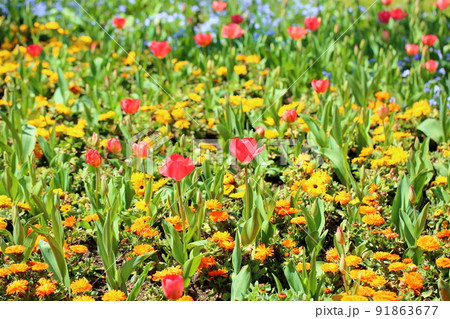 チューリップの花 91863677
