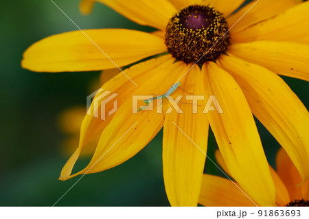 カマキリの子供 91863693