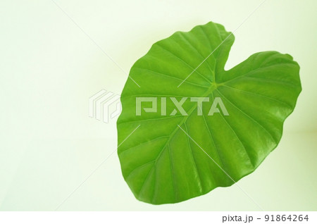 ハート型の葉っぱ　クワズイモの葉 91864264