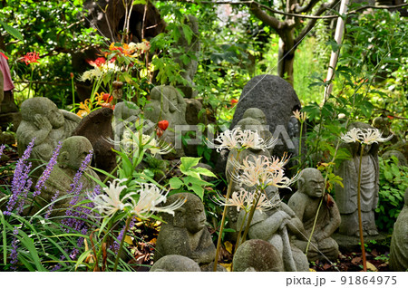 大和市花のお寺常泉寺のヒガンバナ 大和市花のお寺常泉寺のヒガンバナ 91864975