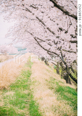 桜並木と遊歩道 桜並木と遊歩道 91865452