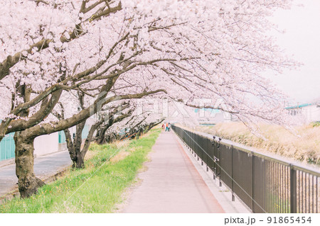 桜並木と遊歩道 桜並木と遊歩道 91865454