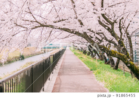 桜並木と遊歩道 桜並木と遊歩道 91865455
