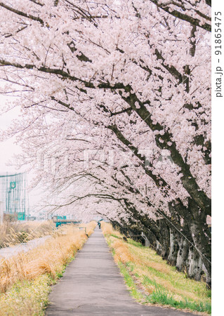 桜並木と遊歩道 桜並木と遊歩道 91865475