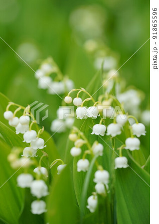 満開のドイツスズラン 91865596