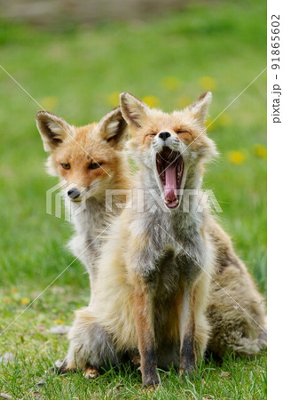 あくびするキタキツネ 91865602