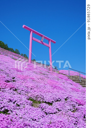 ピンクの鳥居と芝桜のじゅうたん ピンクの鳥居と芝桜のじゅうたん 91865729