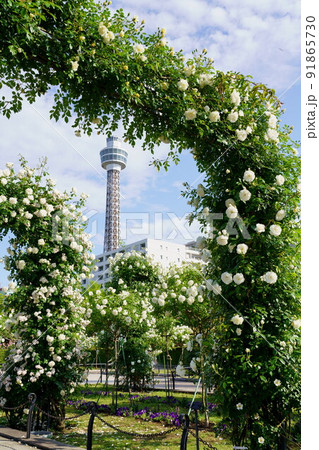 つるバラのアーチとマリンタワー つるバラのアーチとマリンタワー 91865730