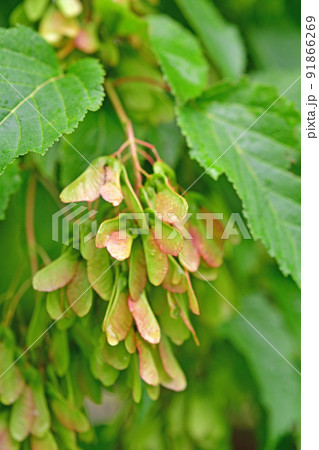 樹木:カラコギカエデ カエデ科 樹木:カラコギカエデ カエデ科 91866269