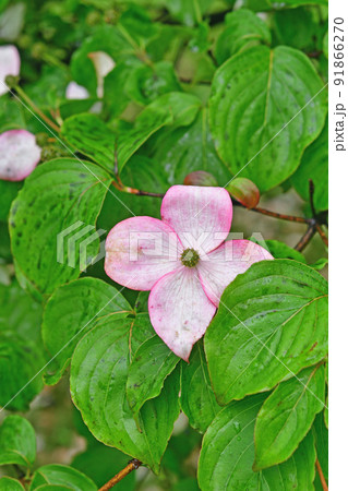 樹木：ヤマボウシ　ミズキ科 91866270