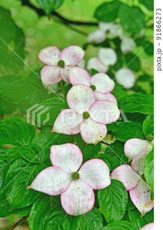 樹木:ヤマボウシ ミズキ科 樹木:ヤマボウシ ミズキ科 91866273