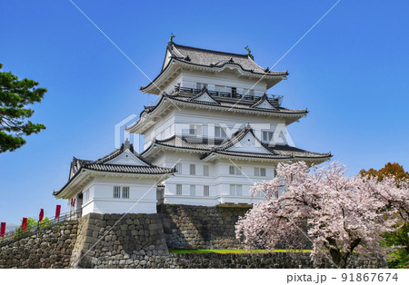 神奈川県　小田原城　天守と桜 91867674