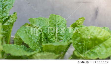 cabbage growing in the garden 91867775