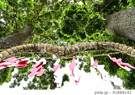 埼玉県秩父市下吉田 椋(むく)神社 夫婦和合の御神木 埼玉県秩父市下吉田 椋(むく)神社 夫婦和合の御神木 91868142