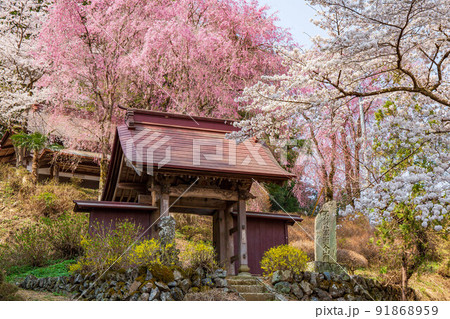 埼玉秩父の春　隠れた桜の名所　昌福寺 91868959