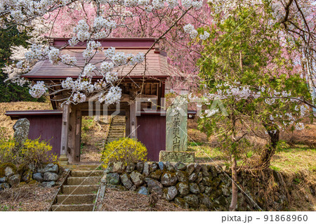 埼玉秩父の春　隠れた桜の名所　昌福寺 91868960