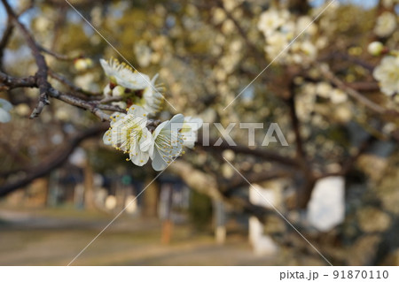 梅の花 91870110