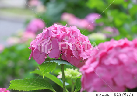 ピンク色のアジサイ 91870278