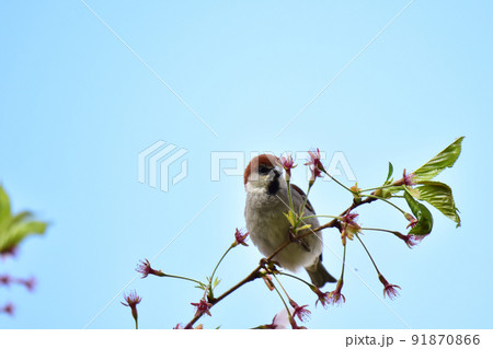 ニュウナイスズメと花が終わった桜 91870866