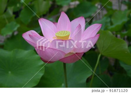 夏の早朝に参拝した京都市の法金剛院の蓮の花が美しい 夏の早朝に参拝した京都市の法金剛院の蓮の花が美しい 91871120
