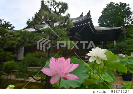 夏の早朝に参拝した京都市の法金剛院の蓮が綺麗 夏の早朝に参拝した京都市の法金剛院の蓮が綺麗 91871124