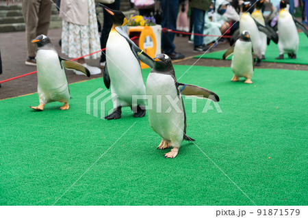 登別マリンパークニクス（ペンギンパレード） 91871579