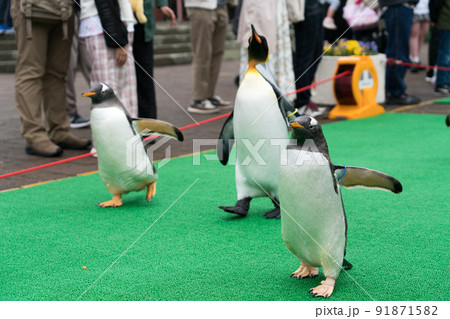 登別マリンパークニクス（ペンギンパレード） 91871582