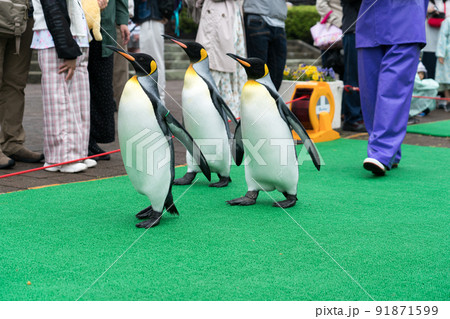 登別マリンパークニクス(ペンギンパレード) 登別マリンパークニクス(ペンギンパレード) 91871599