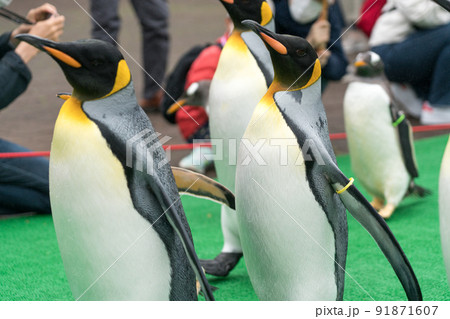 登別マリンパークニクス（ペンギンパレード） 91871607