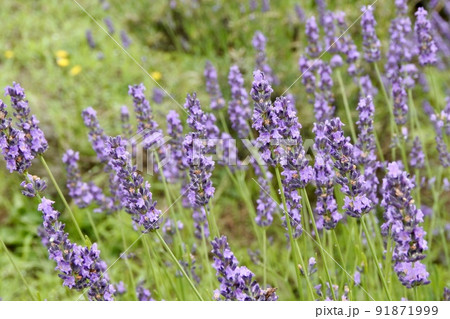 初夏の花壇に咲く鮮やかな紫色のラベンダー 初夏の花壇に咲く鮮やかな紫色のラベンダー 91871999