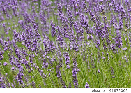 初夏の花壇に咲く鮮やかな紫色のラベンダー 初夏の花壇に咲く鮮やかな紫色のラベンダー 91872002