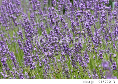 初夏の花壇に咲く鮮やかな紫色のラベンダー 初夏の花壇に咲く鮮やかな紫色のラベンダー 91872013