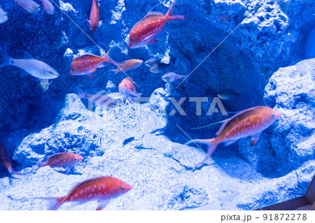 登別マリンパークニクス(クホロシイシモチ、サクラダイ) 登別マリンパークニクス(クホロシイシモチ、サクラダイ) 91872278