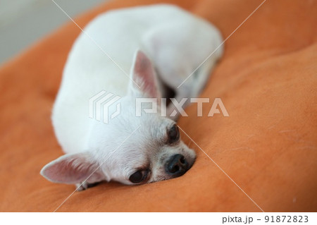 Chihuahua dog on the orange cushions Chihuahua dog on the orange cushions 91872823