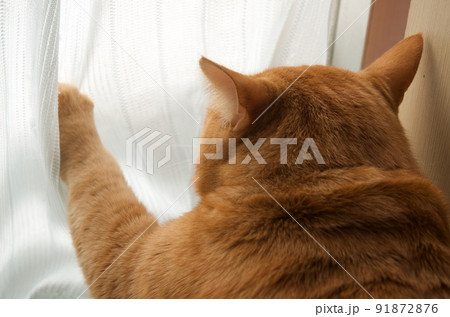 窓辺でカーテンに手を押さえる猫 91872876